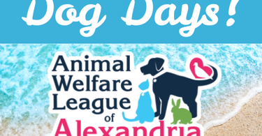 Insider #4: Summer Dog Days!