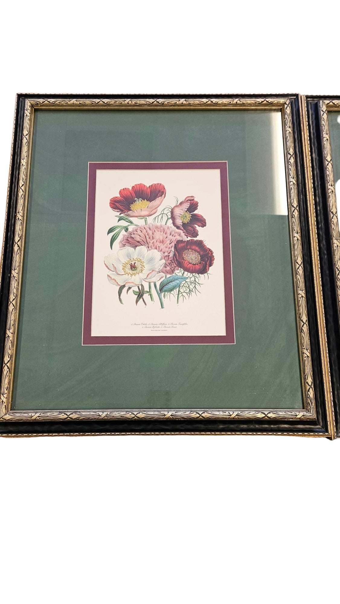 Pair Framed Trad. Botanical Floral Prints 23"hx20"W