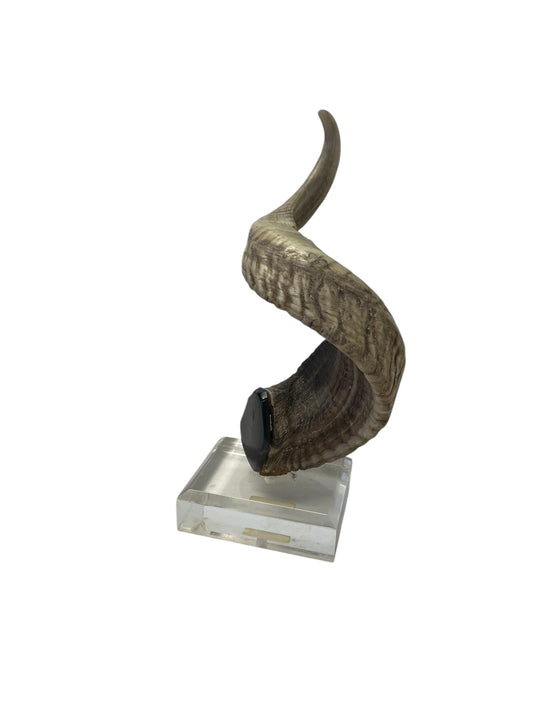 Authentic Rams Horn Mount on Acrylic 12"H