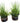 PAIR of potted faux grass in shallow, round glass pots, 14.5" h 5.75" diam.