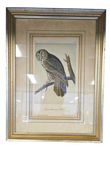 Genuine Audubon Print-Great Cinereous Owl 1840 16"x12"