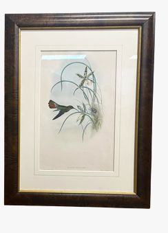PAIR of antique museum-mounted English hand-colored hummingbird lithographs in b