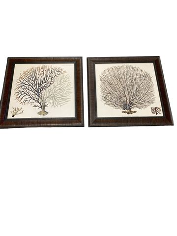 Pair Of Naturalist Coral Prints 24"x24"