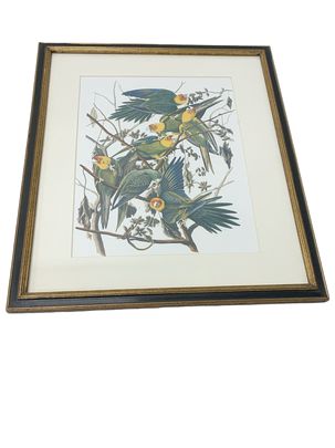 Framed Print Birds Of American Audubon 21'x18'