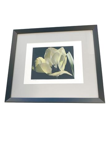 Framed Photo Of "Tulips" Signed 15" mx7"