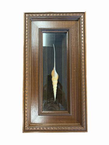 Stained wood shadowbox with shell, 15x8"