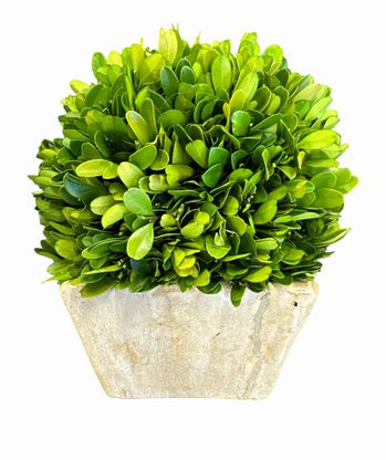Short preserved boxwood in concrete planter, 8" h