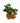 Bookshelf Arrangement: 3 books with Brass Pot Ivy 14"h x 17"w