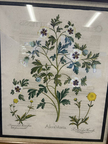 Basilius Besler Hortus Eystettensis Plate CXXVII, in Burlwood Frame