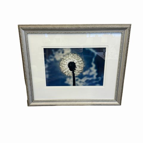 Dandelion Framed Photograph 19x23