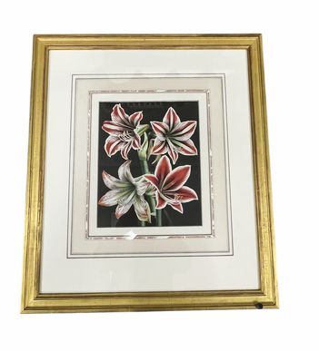 Set of 3 red lily botanical prints in gold frames, 24.25" h x 21.25" w