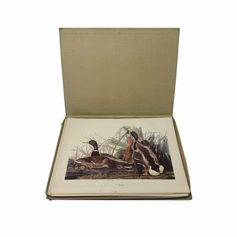 Vintage Audubon Birds Of America Prints