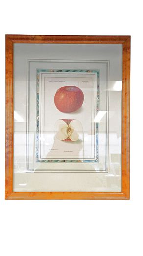 Bookplate 1906 US, French Matt,Framed, Red Apple 17.5"Hx14"W