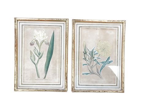 PAIR late 18th-century colored botanical engravings, 10.5x7.75"