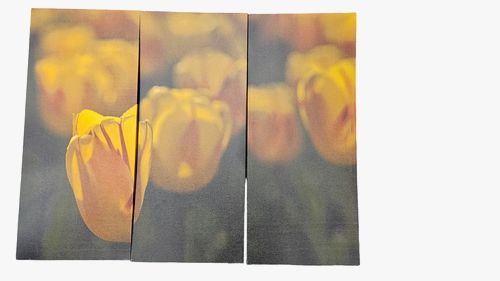 Triptych Tulip Wrapped Canvas, 14x32"