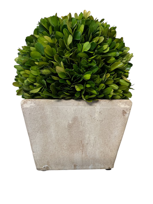 Preserved boxwood in concrete planter, 10.5" h